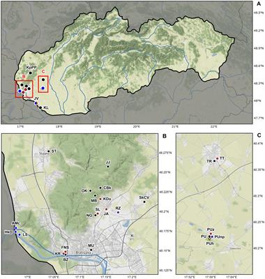 First molecular evidence of hybridization in endosymbiotic ciliates (Protista, Ciliophora)